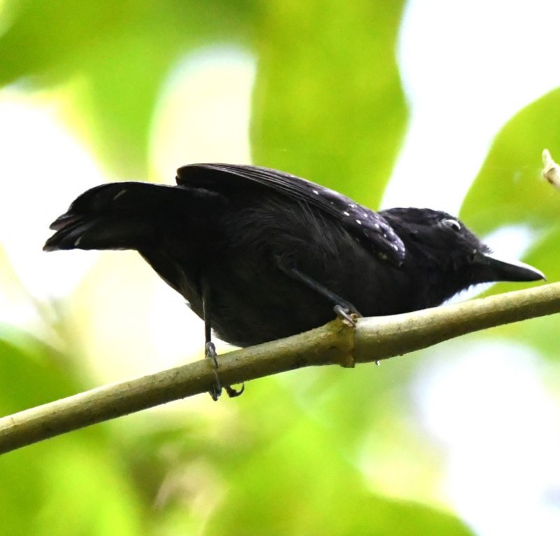 DSC_2477b.jpg
