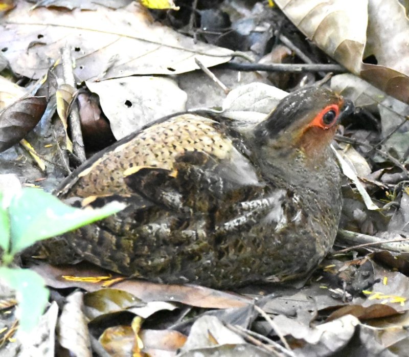 DSC_2555b.jpg