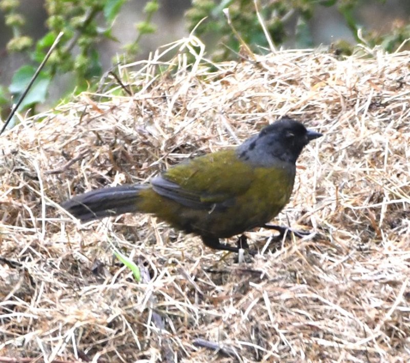 DSC_3039b.jpg