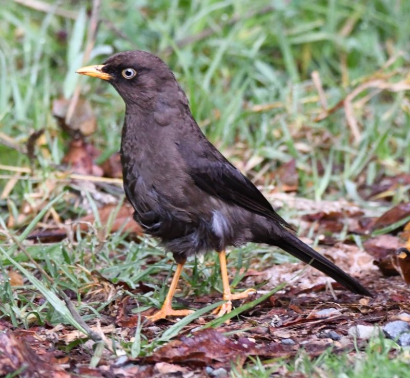 DSC_3399b.jpg