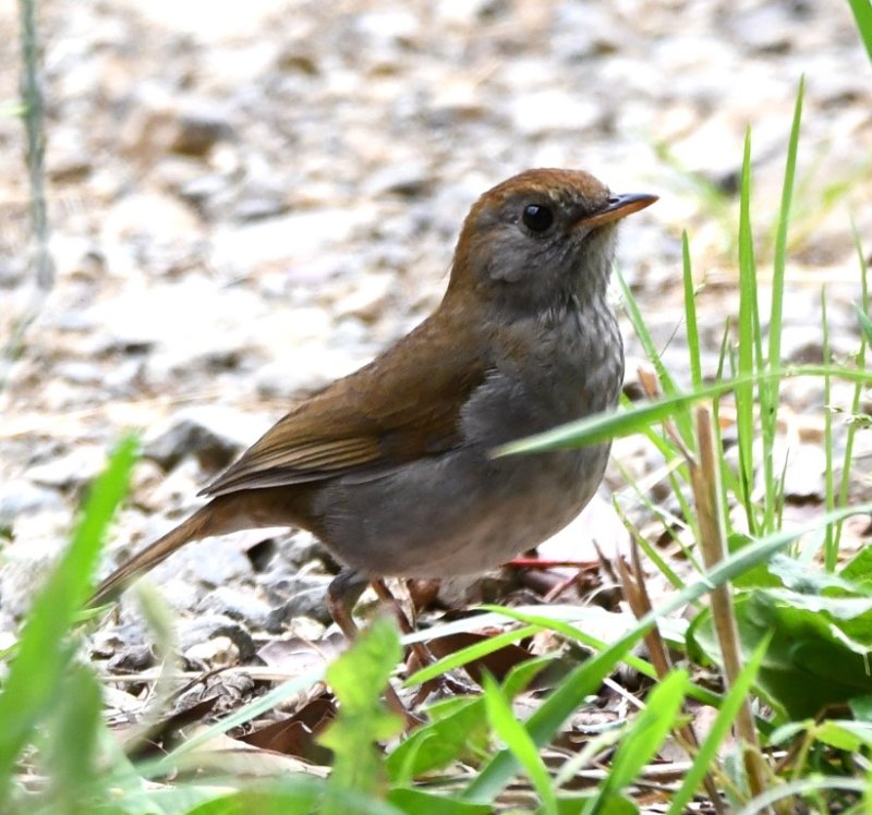 DSC_3687b.jpg