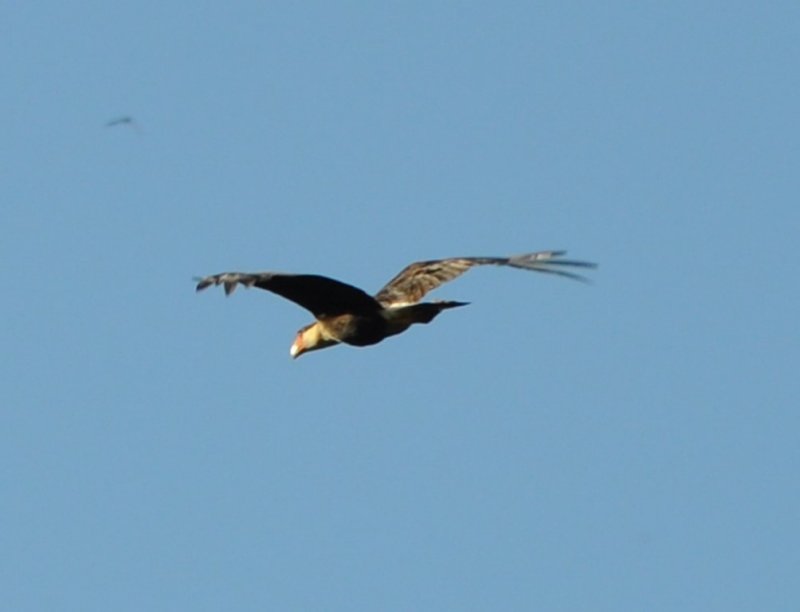 DSC_0177b.jpg