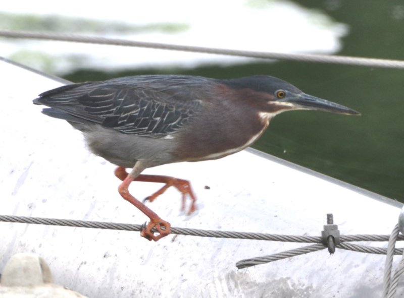 DSC_0490b.jpg