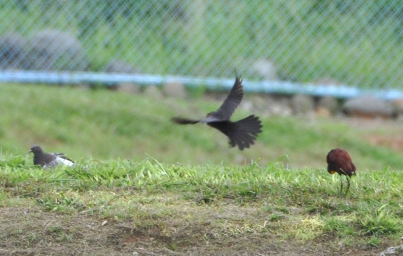 DSC_0514b.jpg