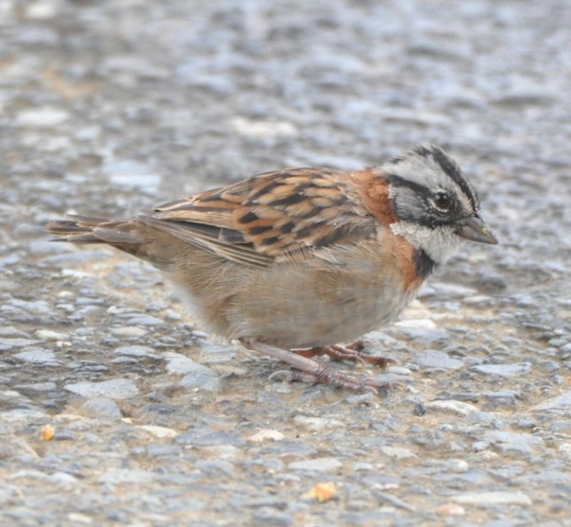 DSC_0560b.jpg
