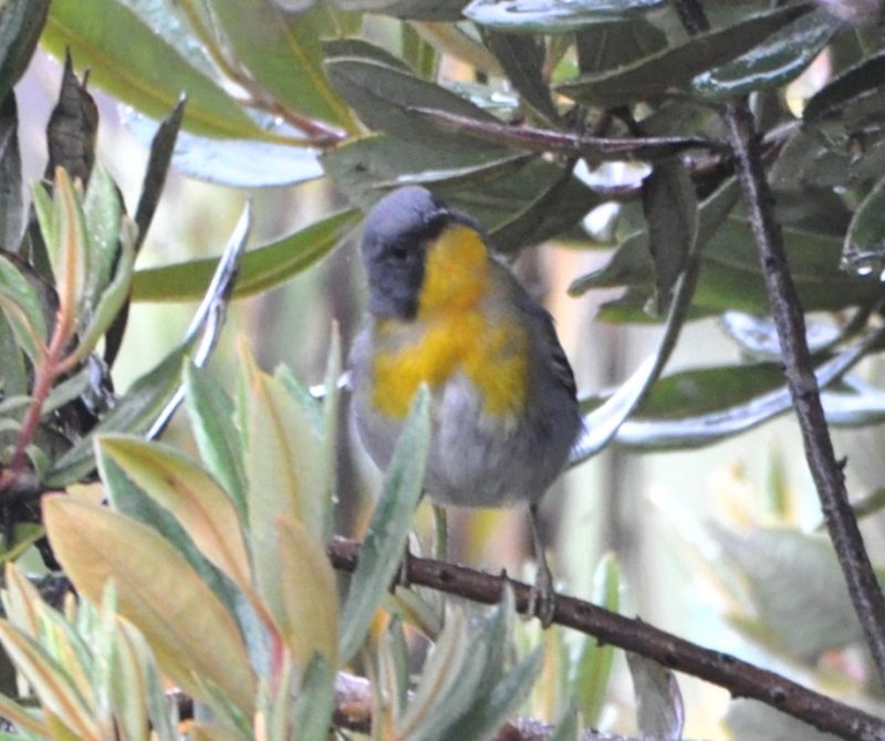 DSC_0830b.jpg