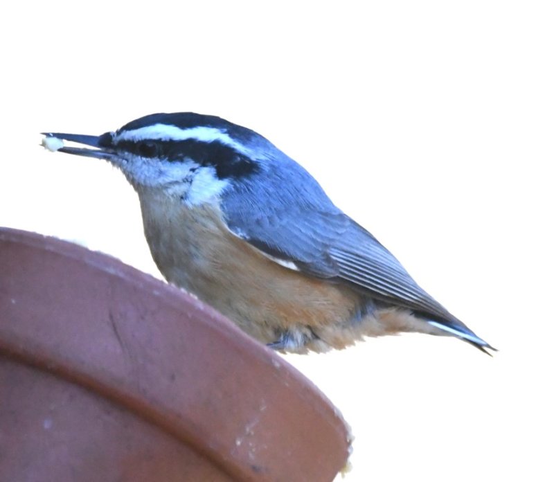 DSC_6196b.jpg