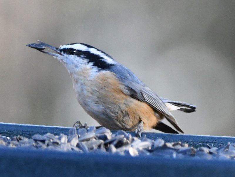 DSC_6212b.jpg