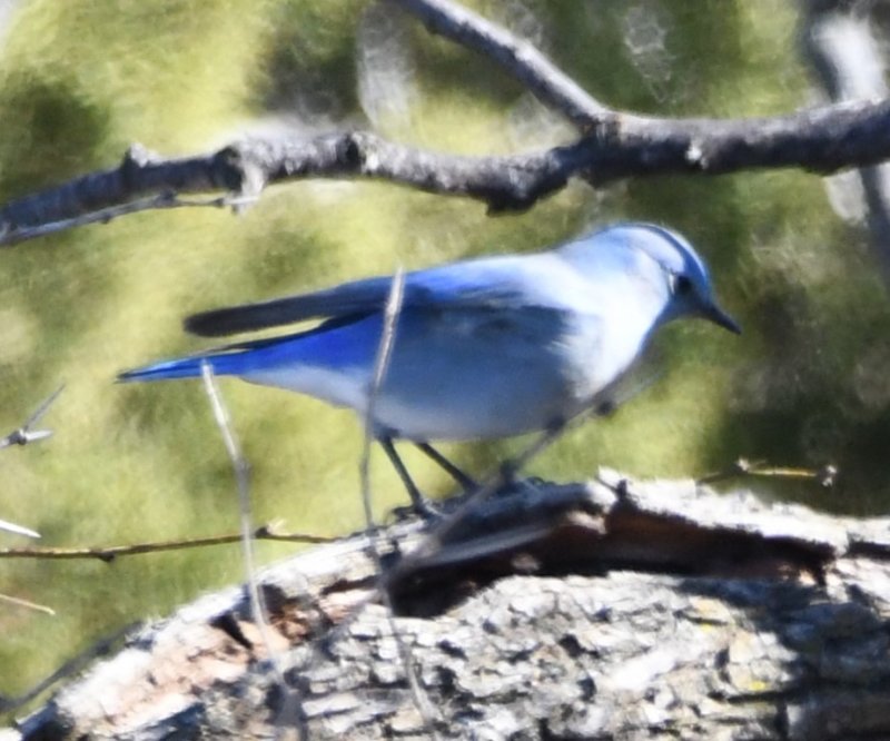 DSC_0488b.jpg