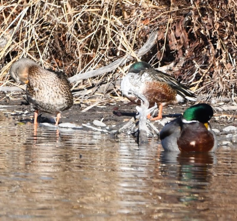 DSC_0662b.jpg