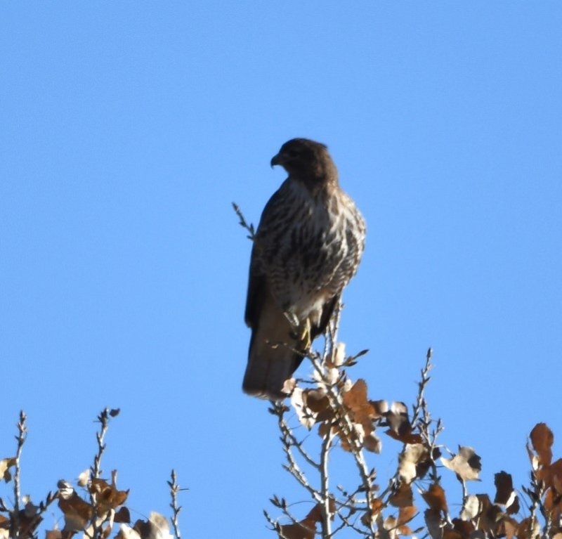 DSC_1013b.jpg
