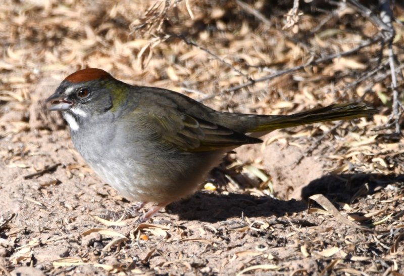 DSC_1020b.jpg