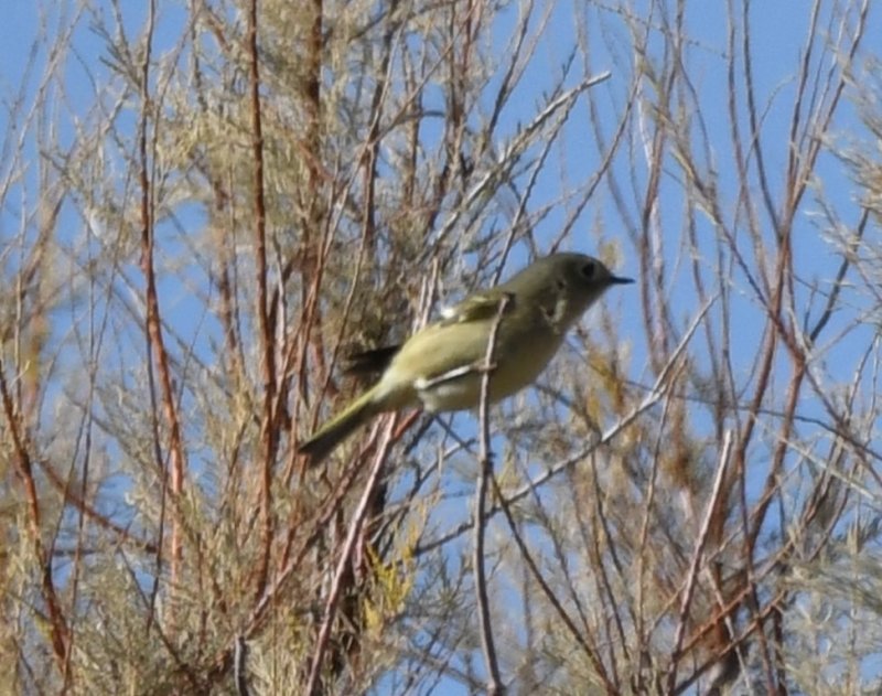DSC_1122b.jpg