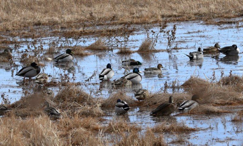 DSC_1171b.jpg