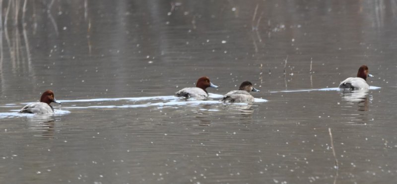 DSC_1179b.jpg