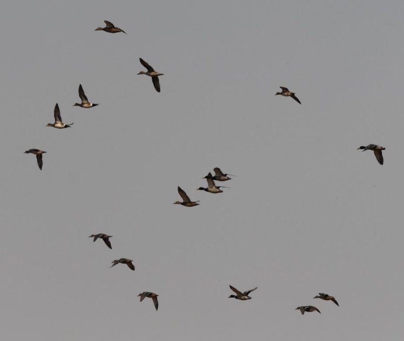DSC_1205b.jpg