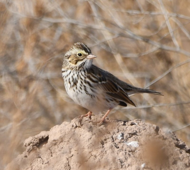 DSC_1374b.jpg