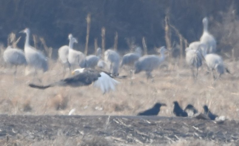 DSC_1436b.jpg