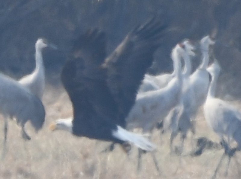 DSC_1440b.jpg