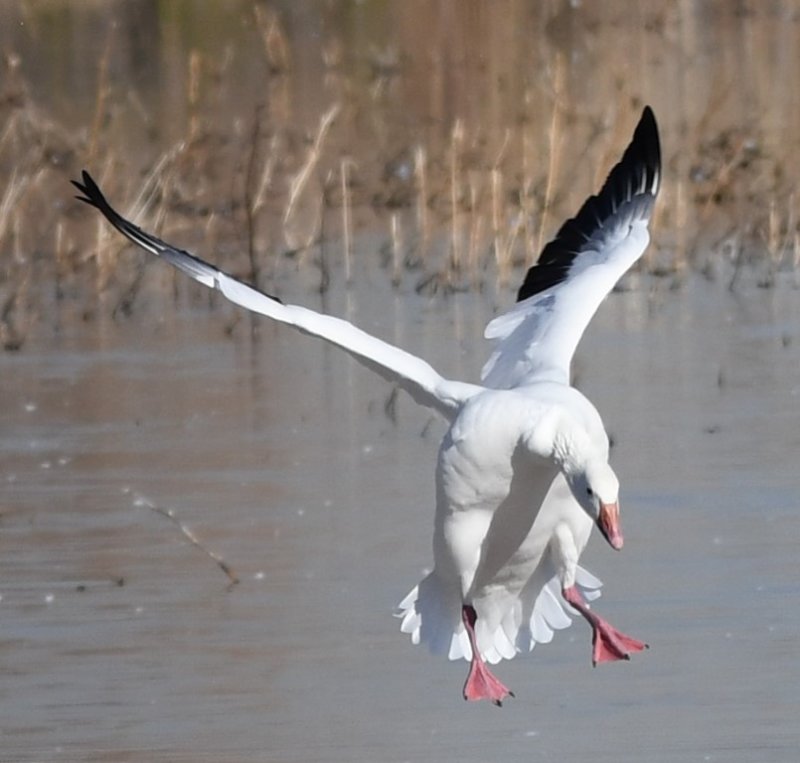 DSC_1778b.jpg