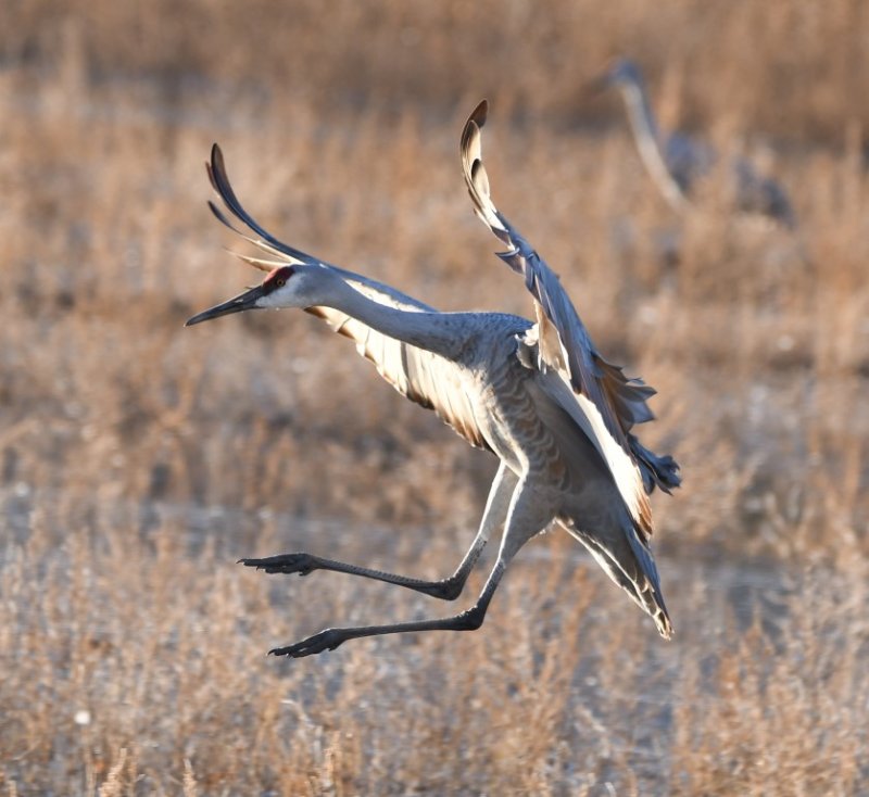 DSC_1920b.jpg