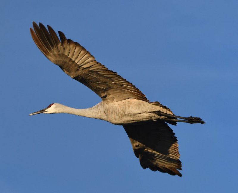 DSC_2542b.jpg