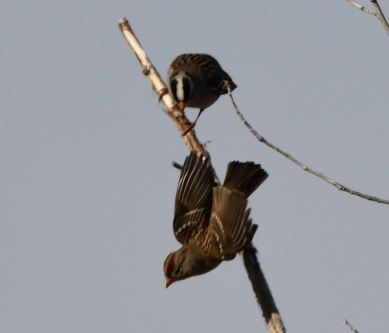DSC_3088b.jpg