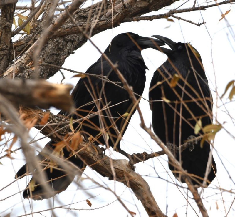 DSC_3398b.jpg