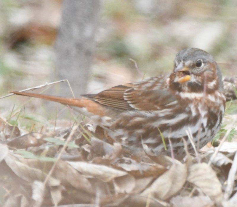 DSC_1348b.jpg