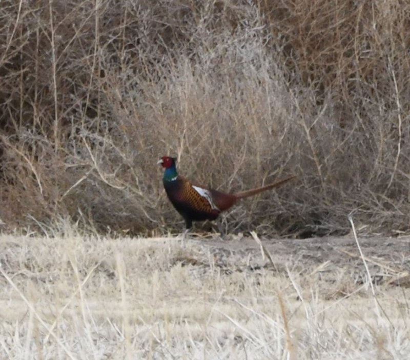 DSC_4305b.jpg