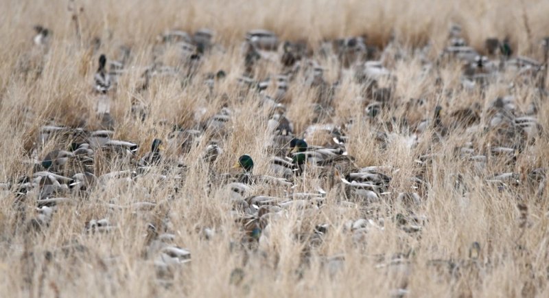 DSC_4500b.jpg
