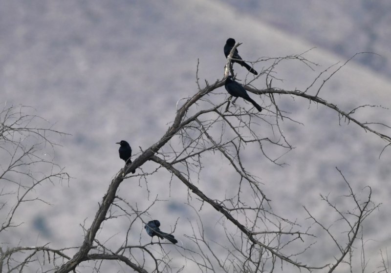 DSC_4556b.jpg