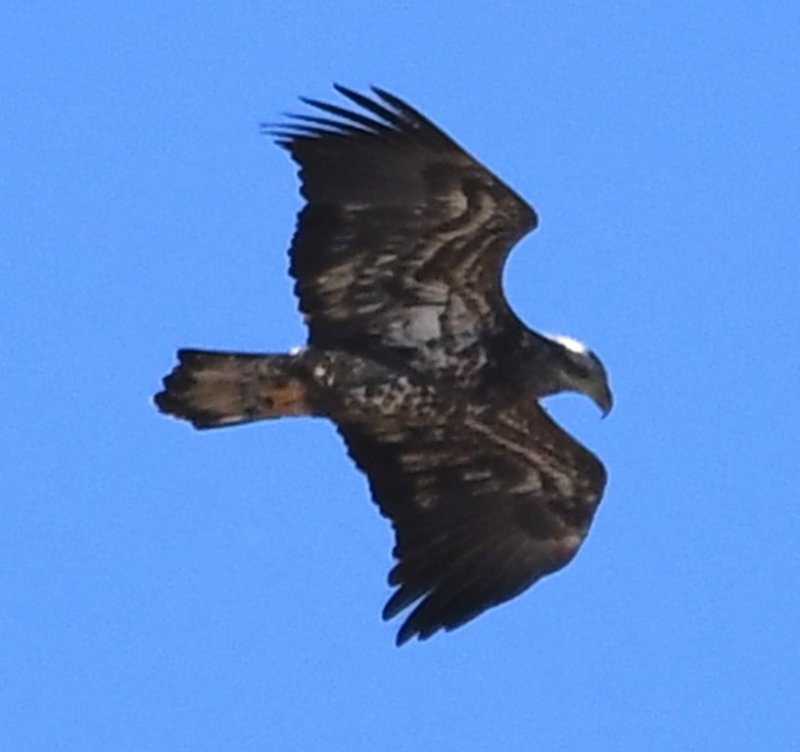 DSC_4690b.jpg