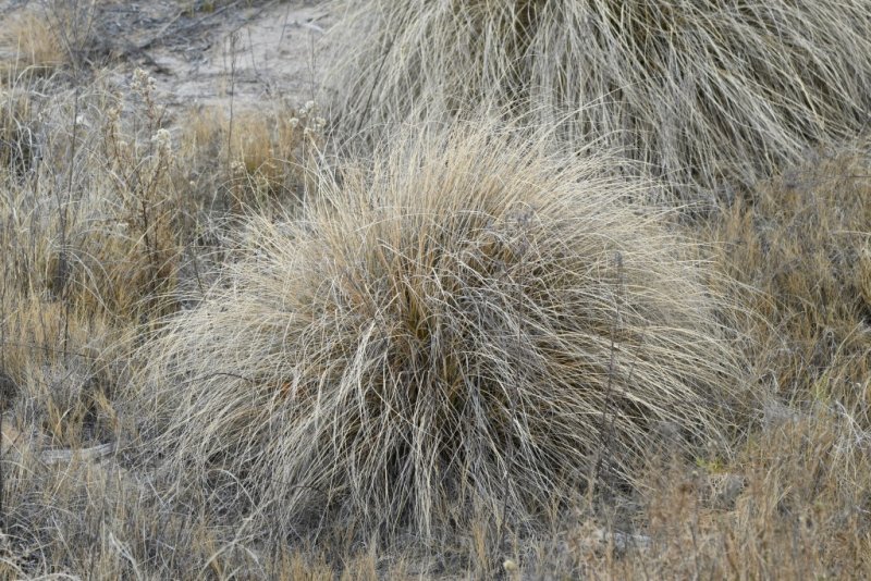 DSC_4894b.jpg