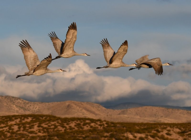 DSC_5373b.jpg