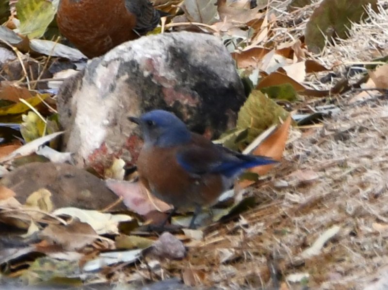 DSC_5809b.jpg