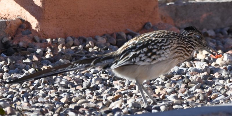 DSC_5904b.jpg