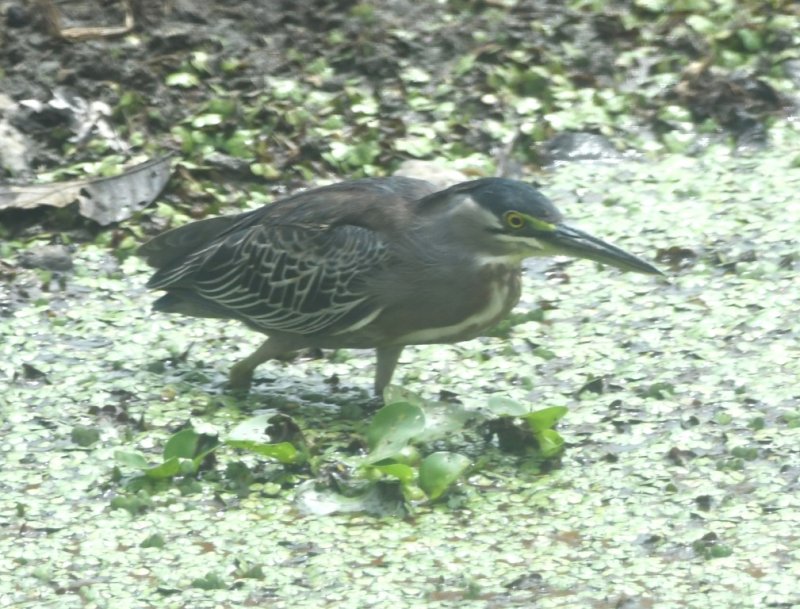 DSC_6528b.jpg