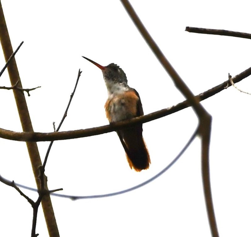 DSC_6582b.jpg