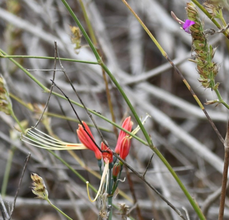 DSC_6609b.jpg