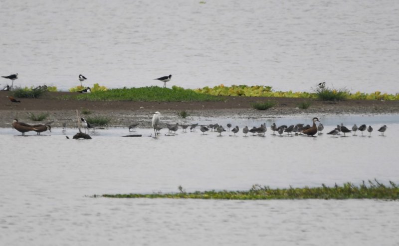 DSC_6845ab.jpg