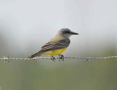 Tropical Kingbird
As we were leaving the airport in Ladyville after arriving in Belize,
we began to see birds on the fence lines along the road.
SATURDAY, DAY 1 of our visit