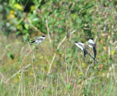 Fork-tailed Flycatchers
along the highway from the airport