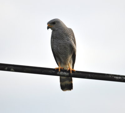 Gray Hawk
on wire along the highway in Belize