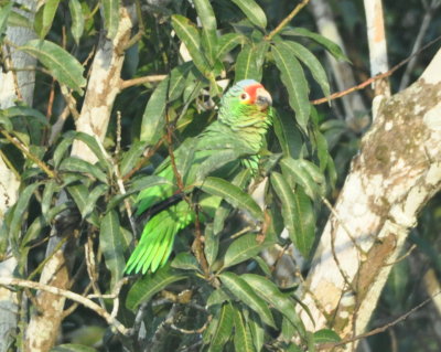 Red-lored Parrot
in a tree on the grounds of the Crystal Paradise Resort, San Ignacio, BZ,
where we stayed for the first three days of our trip 