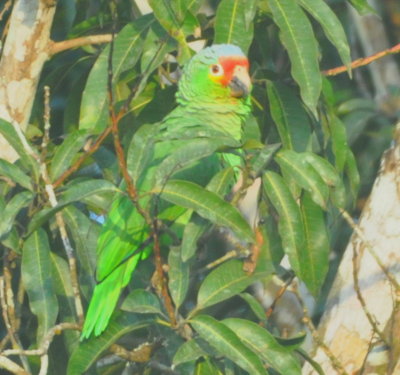Red-lored Parrot
Crystal Paradise Resort, San Ignacio, BZ