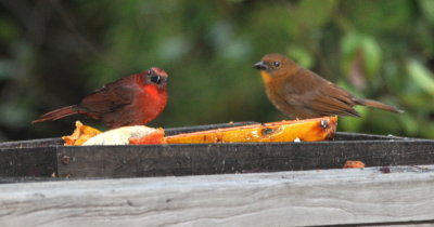 Male and female Red-throated Ant-Tanagers
eating papaya on the deck at Crystal Paradise Resort,
San Ignacio, Belize, C.A.
SUNDAY, DAY 2 of our visit