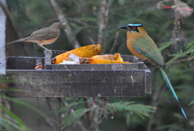 Clay-colored Thrush and Lesson's (Blue Crowned) Motmot
sharing some papaya on the deck at Crystal Paradise Resort
before our breakfast