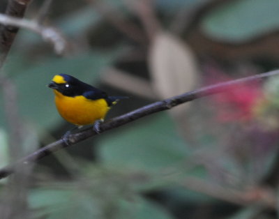 Male Yellow-throated Euphonia
on a Bottle Brush Bush next to the deck
at Crystal Paradise Resort, San Ignacio, Belize, C.A.