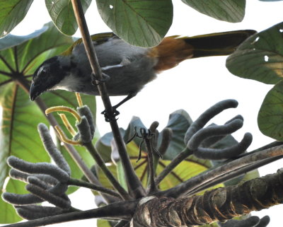 Black-headed Saltator
at the fruit of the Cecropia Tree at Crystal Paradise Resort.
Saltatory: moving by leaps